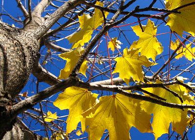 природа, деревья, осень - случайные обои для рабочего стола