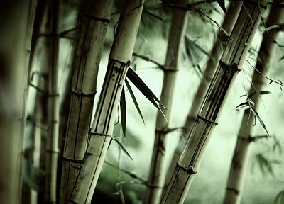 леса, листья, бамбук, растения - случайные обои для рабочего стола
