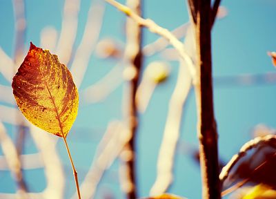 природа, осень, листья, размытым фоном - оригинальные обои рабочего стола