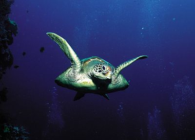 животные, черепахи, под водой - оригинальные обои рабочего стола