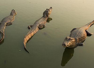 крокодилы - копия обоев рабочего стола
