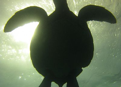морские черепахи - копия обоев рабочего стола