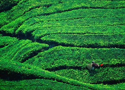 чай, Малайзия, плантация, горная местность - случайные обои для рабочего стола