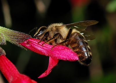 природа, цветы, животные, насекомые, растения, пчелы - обои на рабочий стол