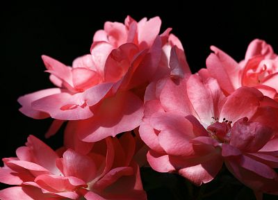 природа, цветы, розовые цветы - обои на рабочий стол