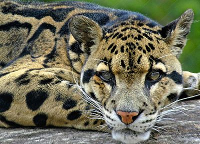 кошачьи, дымчатый леопард - случайные обои для рабочего стола
