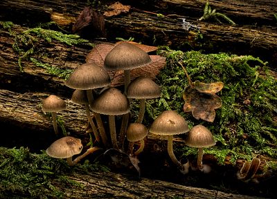 природа, темнота, грибы, грибы - обои на рабочий стол