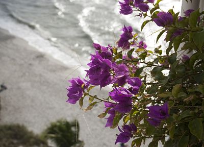природа, цветы, берег, фиолетовые цветы, Бугенвиль - копия обоев рабочего стола