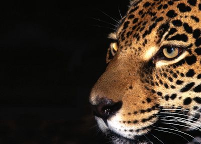 животные, леопарды - копия обоев рабочего стола