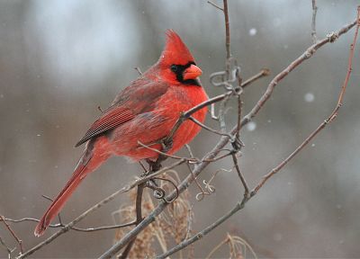 птицы, кардинал, Северный кардинал - копия обоев рабочего стола