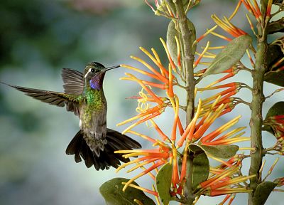 цветы, птицы, колибри, переливчатость - похожие обои для рабочего стола