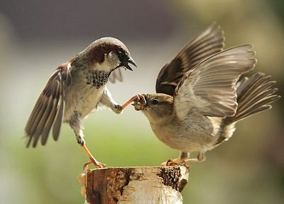 птицы, глубина резкости, заткнись - похожие обои для рабочего стола