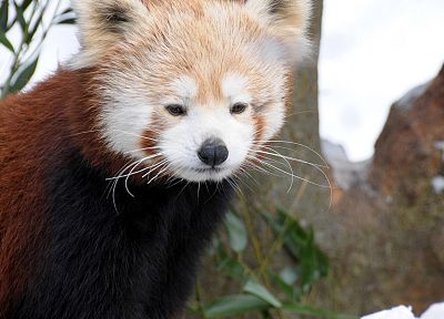 животные, красные панды - похожие обои для рабочего стола