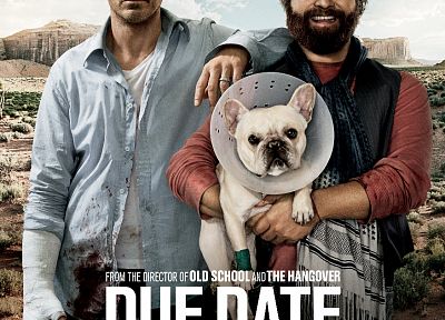 собаки, Роберт Дауни-младший, Зак Галифианакис, постеры фильмов, Срок Оплаты - обои на рабочий стол