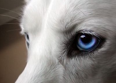 крупный план, глаза, голубые глаза, собаки, домашние питомцы, Сибирский хаски - случайные обои для рабочего стола
