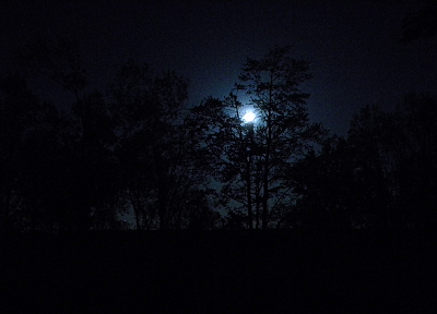 природа, деревья, темнота, ночь, леса, Луна - случайные обои для рабочего стола