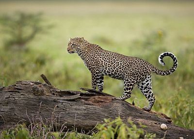 леопарды, Кения - копия обоев рабочего стола