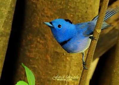 птицы, животные, живая природа, Синие мухоловки - похожие обои для рабочего стола