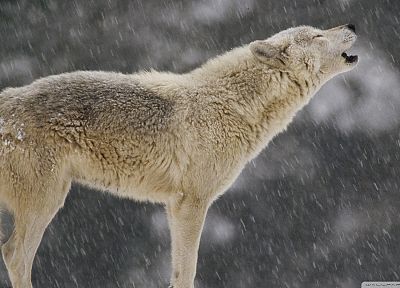 природа, животные, волки - оригинальные обои рабочего стола