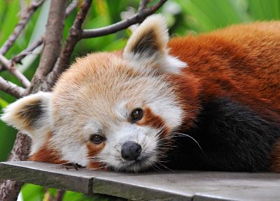 природа, животные, панд, красные панды - случайные обои для рабочего стола