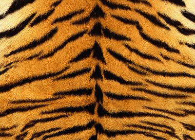 тигры, мех - случайные обои для рабочего стола