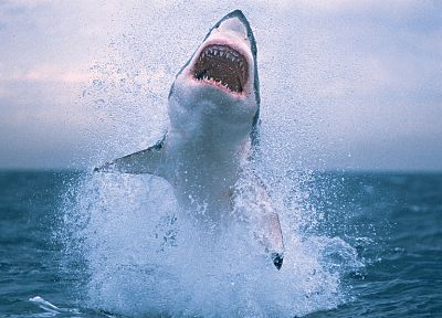 прыжки, акулы - случайные обои для рабочего стола