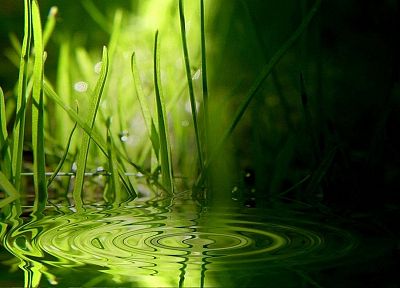 вода, природа, трава - оригинальные обои рабочего стола