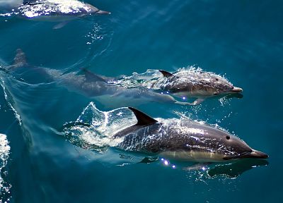 животные, рыба, дельфины - случайные обои для рабочего стола