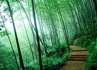 природа, деревья, леса, бамбук, пути - обои на рабочий стол