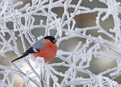 птицы, животные, замороженный, снегирь, филиалы - обои на рабочий стол