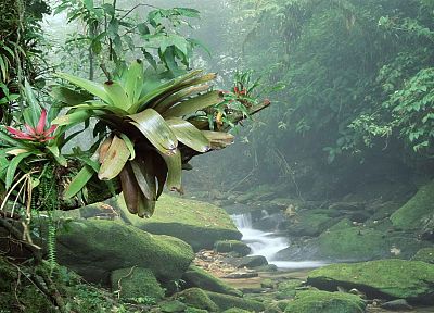 Бразилия, реки, Национальный парк, тропический лес - копия обоев рабочего стола