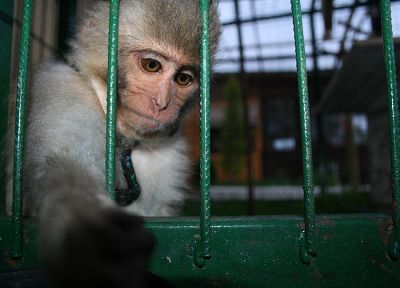 животные, обезьяны - случайные обои для рабочего стола