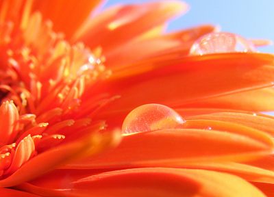 цветы, оранжевые цветы - случайные обои для рабочего стола