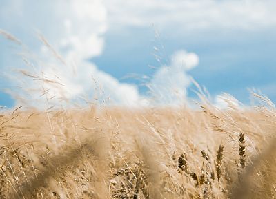поля, пшеница - случайные обои для рабочего стола
