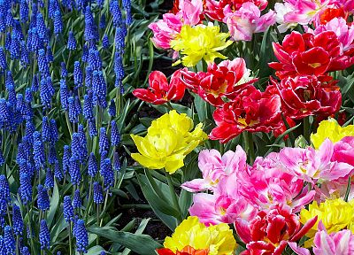 цветы, сад, тюльпаны, Голландия, гиацинты - обои на рабочий стол