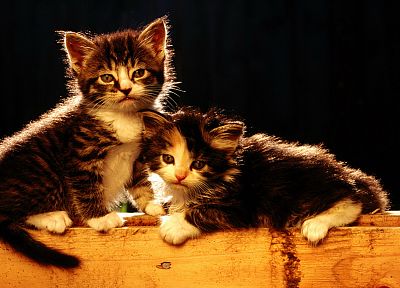 кошки, котята - обои на рабочий стол