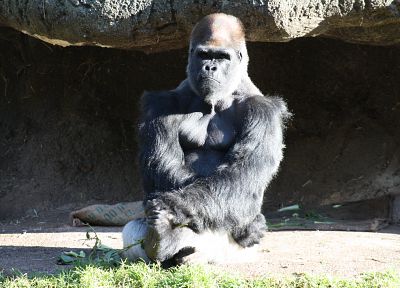 животные, гориллы - случайные обои для рабочего стола