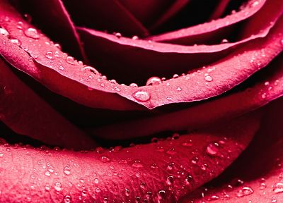 природа, цветы, розовый цвет, капли воды, розы - обои на рабочий стол