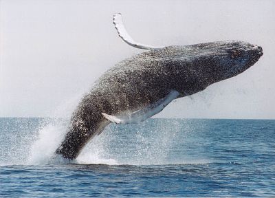 океан, прыжки, киты - случайные обои для рабочего стола