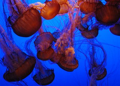 Медуза, под водой - похожие обои для рабочего стола