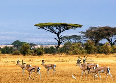 пейзажи, животные, Африка, газель - обои на рабочий стол