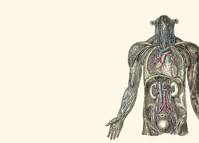 анатомия, иллюстрации, почка, сердца, человеческое тело - случайные обои для рабочего стола