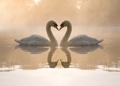 любовь, птицы, животные, лебеди, сердца, отражения - оригинальные обои рабочего стола