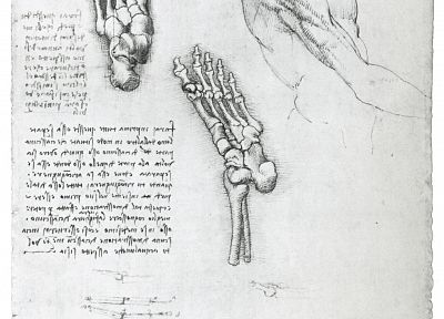 анатомия, Леонардо да Винчи - похожие обои для рабочего стола