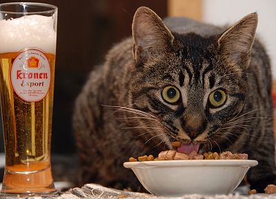 пиво, кошки, животные, зерновых - случайные обои для рабочего стола