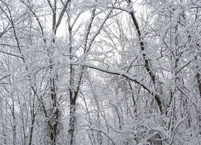 природа, зима, снег, деревья, белый, леса, сезоны - обои на рабочий стол
