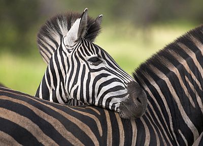 животные, зебры, Южная Африка - обои на рабочий стол