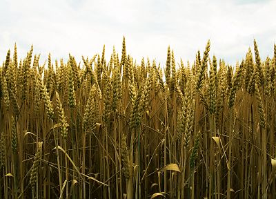 пшеница - случайные обои для рабочего стола