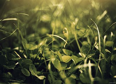 зеленый, природа, листья, трава, растения, макро - случайные обои для рабочего стола