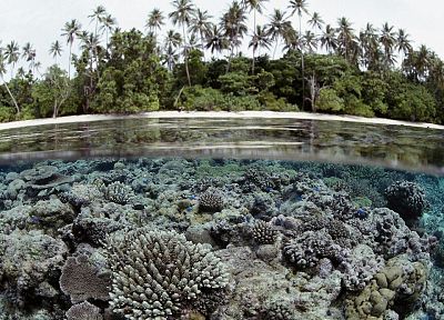 пейзажи, пальмовые деревья, под водой, коралловый риф, Соломоновы Острова, сплит- просмотр - случайные обои для рабочего стола
